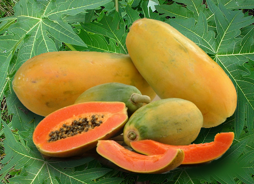 papaya fruit fruit press papaya fruit fruit press